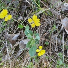 Goodenia hederacea subsp. hederacea at Gunning Bush Block - 19 Jan 2024 12:03 PM