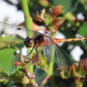 Diplacodes melanopsis at Wingecarribee Local Government Area - 19 Jan 2024