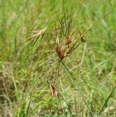 Themeda triandra (Kangaroo Grass) at Gunning Bush Block - 19 Jan 2024 by JohnS