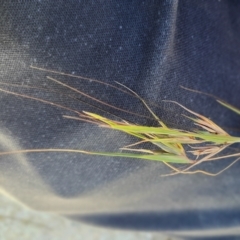 Themeda triandra at Gunning Bush Block - 19 Jan 2024 12:13 PM