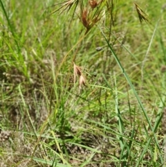 Themeda triandra at Gunning Bush Block - 19 Jan 2024 12:13 PM