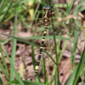 Synthemis eustalacta at Wingecarribee Local Government Area - 19 Jan 2024