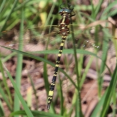Unidentified Dragonfly (Anisoptera) at Braemar, NSW - 19 Jan 2024 by JanHartog