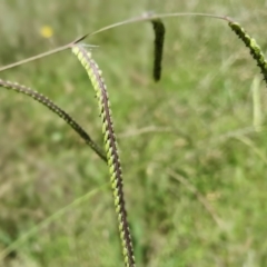 Paspalum dilatatum (Paspalum) at Gunning, NSW - 19 Jan 2024 by JohnS