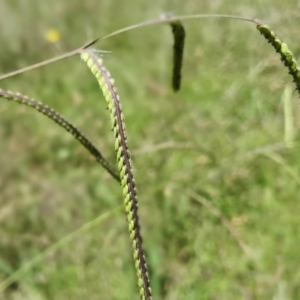 Paspalum dilatatum at Gunning Bush Block - 19 Jan 2024