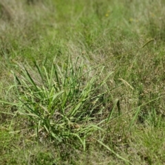 Paspalum dilatatum at Gunning Bush Block - 19 Jan 2024 12:14 PM