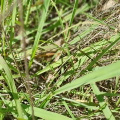 Paspalum dilatatum at Gunning Bush Block - 19 Jan 2024 12:14 PM