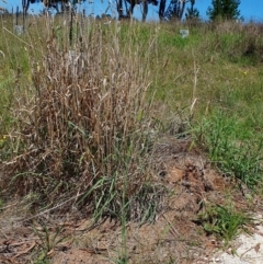 Phalaris aquatica (Phalaris, Australian Canary Grass) at Gunning, NSW - 19 Jan 2024 by JohnS