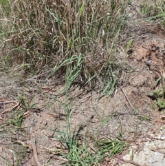 Phalaris aquatica at Gunning Bush Block - 19 Jan 2024 12:18 PM