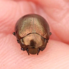 Chrysolina quadrigemina (Greater St Johns Wort beetle) at Aranda Bushland - 14 Nov 2023 by ConBoekel