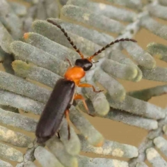 Coleoptera (order) (Unidentified Beetle) at Aranda Bushland - 15 Nov 2023 by ConBoekel
