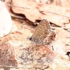 Neolucia agricola (Fringed Heath-blue) at Black Mountain - 15 Nov 2023 by ConBoekel