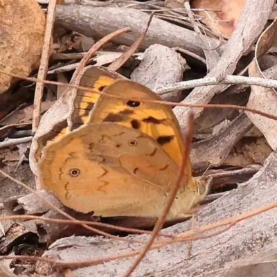 Heteronympha merope (Common Brown Butterfly) at Black Mountain - 15 Nov 2023 by ConBoekel