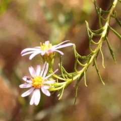 Olearia tenuifolia (Narrow-leaved Daisybush) at Black Mountain - 15 Nov 2023 by ConBoekel