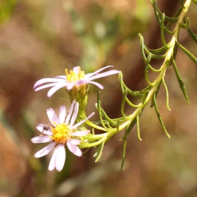 Olearia tenuifolia (Narrow-leaved Daisybush) at Black Mountain - 14 Nov 2023 by ConBoekel