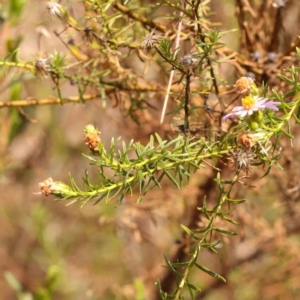 Olearia tenuifolia at Black Mountain - 15 Nov 2023