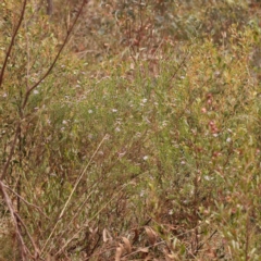 Olearia tenuifolia at Black Mountain - 15 Nov 2023