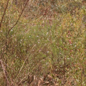 Olearia tenuifolia at Black Mountain - 15 Nov 2023