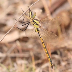 Hemicordulia tau (Tau Emerald) at Aranda Bushland - 15 Nov 2023 by ConBoekel