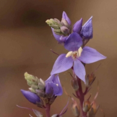 Veronica perfoliata (Digger's Speedwell) at Aranda, ACT - 14 Nov 2023 by ConBoekel