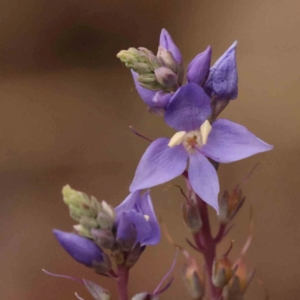 Veronica perfoliata at Aranda Bushland - 15 Nov 2023