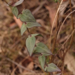 Veronica perfoliata at Aranda Bushland - 15 Nov 2023