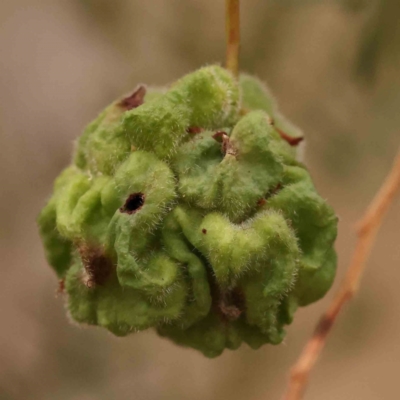 Dasineura sp. (genus) (Flower-galling Midge) at Black Mountain - 14 Nov 2023 by ConBoekel