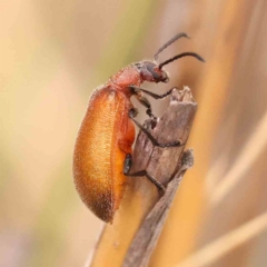 Ecnolagria grandis (Honeybrown beetle) at Black Mountain - 14 Nov 2023 by ConBoekel