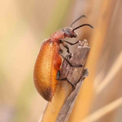Ecnolagria grandis (Honeybrown beetle) at Black Mountain - 15 Nov 2023 by ConBoekel
