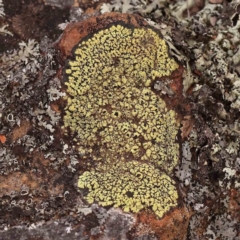 Unidentified Lichen at Black Mountain - 14 Nov 2023 by ConBoekel