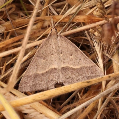 Epidesmia hypenaria (Long-nosed Epidesmia) at Aranda Bushland - 15 Nov 2023 by ConBoekel