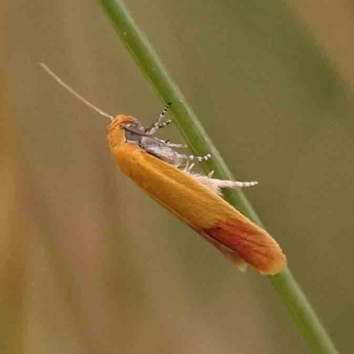 Heteroteucha parvula (A Concealer moth (Wingia Group)) at Aranda Bushland - 15 Nov 2023 by ConBoekel