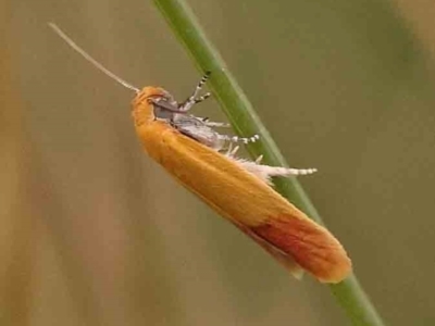 Heteroteucha parvula (A Concealer moth (Wingia Group)) at Aranda Bushland - 14 Nov 2023 by ConBoekel