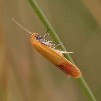 Unidentified Concealer moth (Oecophoridae) at Aranda Bushland - 14 Nov 2023 by ConBoekel