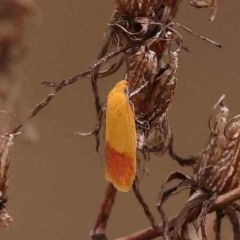 Heteroteucha parvula at Aranda Bushland - 15 Nov 2023