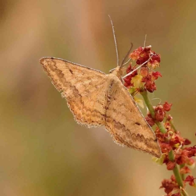 Scopula rubraria (Reddish Wave, Plantain Moth) at Aranda, ACT - 14 Nov 2023 by ConBoekel