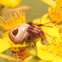 Unidentified Spider at Aranda Bushland - 15 Nov 2023 by ConBoekel