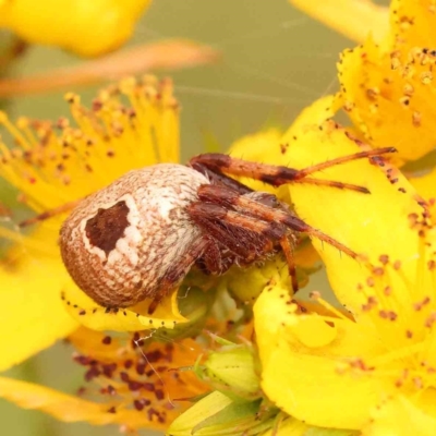 Unidentified Spider (Araneae) at Aranda Bushland - 14 Nov 2023 by ConBoekel