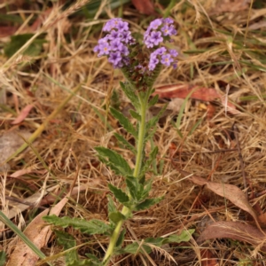 Heliotropium amplexicaule at Acton, ACT - 15 Nov 2023