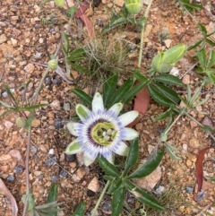 Passiflora caerulea (Blue Passionflower) at Theodore, ACT - 14 Jan 2024 by DanieF123