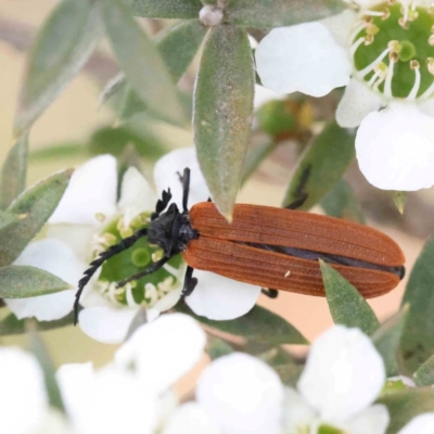 Porrostoma rhipidium (Long-nosed Lycid (Net-winged) beetle) at Aranda Bushland - 27 Nov 2023 by ConBoekel