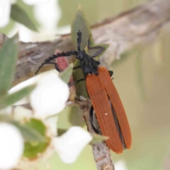 Porrostoma rhipidium at Aranda Bushland - 27 Nov 2023 10:49 AM