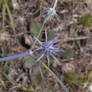 Eryngium ovinum at Aranda Bushland - 27 Nov 2023