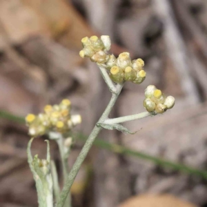 Pseudognaphalium luteoalbum at ARA300: Eastern Bush Dam - 27 Nov 2023