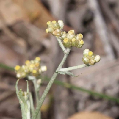 Pseudognaphalium luteoalbum (Jersey Cudweed) at ARA300: Eastern Bush Dam - 27 Nov 2023 by ConBoekel