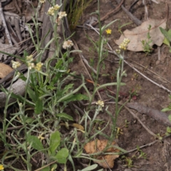 Pseudognaphalium luteoalbum at ARA300: Eastern Bush Dam - 27 Nov 2023