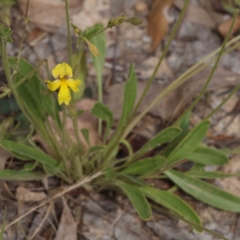 Velleia paradoxa (Spur Velleia) at Aranda Bushland - 26 Nov 2023 by ConBoekel