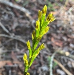 Prasophyllum flavum (Yellow Leek Orchid) at Nunnock Swamp - 17 Jan 2024 by NedJohnston