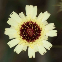 Tolpis barbata (Yellow Hawkweed) at Yarralumla, ACT - 26 Nov 2023 by ConBoekel