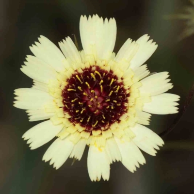 Tolpis barbata (Yellow Hawkweed) at ARA300: Eastern Bush Dam - 26 Nov 2023 by ConBoekel